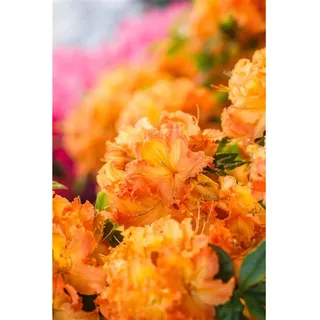Pflanzen Für Dich Rhododendron lut.'Gibraltar' c 5 40–50 cm