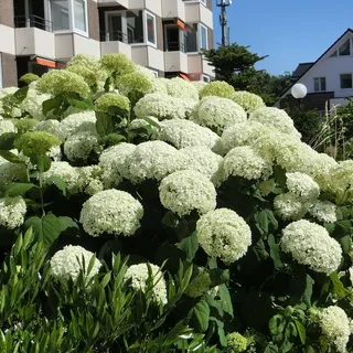 Ballhortensie 'Strong Annabelle' - Incrediball®