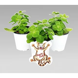Exotenherz - Coleus canin - Verpiss-Dich - Pflanze - 3 Pflanzen