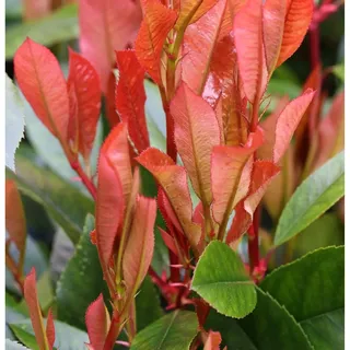 die nr-01.de Glanzmispel Red Robin 80-100cm - Photinia fraseri