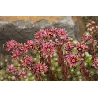 PlantaPro Sempervivum arachnoideum 9x9 cm Topf – Winterhart, Immergrün, Pflegeleicht – Spinnweb-Hauswurz – Bodendecker für Steingarten & Dachbegrünung