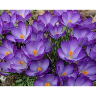 Botanische Krokusse, Elfenkrokus Ruby Giant Gr. 5/7 -500 Blumenzwiebeln-