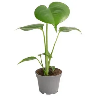 Fensterblatt - Monstera deliciosa