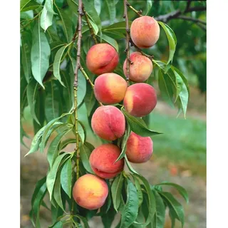 Pflanzen Für Dich Prunus persica 'Amsden', Pfirsichbaum, 150–200 cm