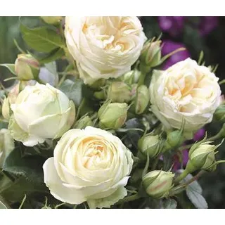 Nostalgie®-Edelrose 'Wedding Piano®', Weiß, Creme