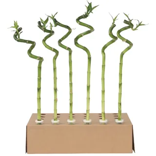 Plant in a Box - Glücksbambus - 6 Stk - Dracaena sanderiana - Höhe 40-50cm