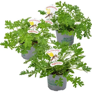 Herbie Bloomique - 3er Set - Pelargonium Graveolens - Zitronengeranie - Geranien Pflanzen - Anti Mücken - Herrlich Duftend - Höhe 15-25 cm - Topf 12 cm
