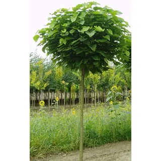 Kugel-Trompetenbaum, Catalpa bignonioides Nana, Höhe: 250 cm, Stammhöhe: 180 cm