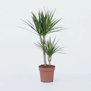 Plant in a Box - Dracaena marginata - Höhe 70-80cm - 17cm