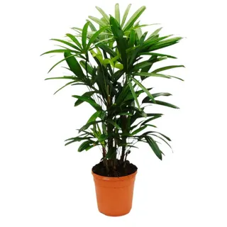 EXOTENHERZ Steckenpalme Rhapis excelsa Bambuspalme 21cm Topf 80-100cm hoch