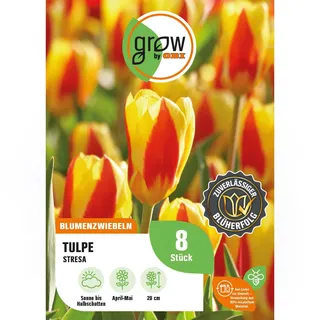 GROW by OBI Tulpe Stresa Rot-Gelb 8 Stück Tulipa kaufmanniana Stresa