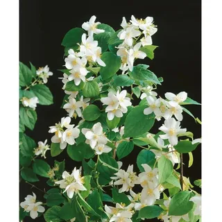 Pflanzen Für Dich Philadelphus 'Dame Blanche', Duftjasmin, weiß, 80–100 cm