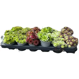 Iflo® Winterharte Sempervivum Hauswurz Sukkulenten Set – 18 Pflegeleichte rosettenbildende Garten- & Zimmerpflanzen im 9 cm Topf für Beet, Balkon & Steingarten