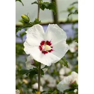 Pflanzen Für Dich Hibiscus syriacus 'Red Heart', Gartenhibiskus, weiß-rot, 80–100 cm