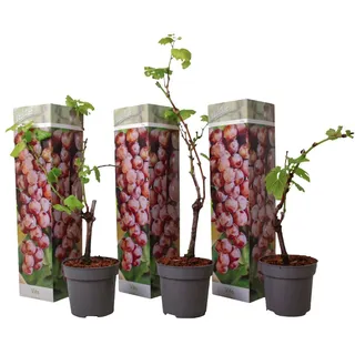 Plant in a Box - Traubenpflanze - 3 Stk - Vitis vinifera 'pinot gris' - - Topf 9cm