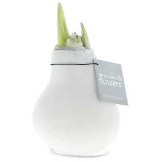 Bloomique - Velvet Weiß - Amaryllis in Wachs - No Water Flowers - Blumenzwiebel in Wachs - Weihnachtsgeschenke und Deko - 15cm hoch bei Lieferung - Wächst zu 40-60 cm