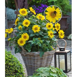 BALDUR Garten Staude Winterharte Sonnenblume 'SunCatcher®' im XL-Topf, 3 St., Bienenfutterpflanze, winterhart, mehrjährig, bienenfreundlich gelb