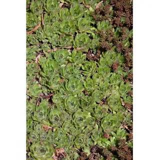 Pflanzen Für Dich Sedum pachyclados, ca. 9x9 cm Topf