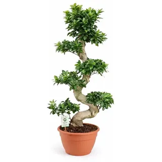 Blumen-Senf Bonsai Ficus Microcarpa Ginseng (S-Form) – 70-100 cm – Pflegeleichte Zimmerpflanze, ideal für Anfänger, Wohn- und Büroschmuck