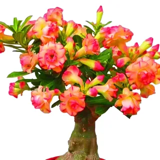 Die Wüstenrosen - (Adenium) Winterharte mehrjährige,Seltene Rosen,Einfach zu Pflegen,Schnelles Wachstum-mit Auffälligen Blüten (A, 2 Knolle)
