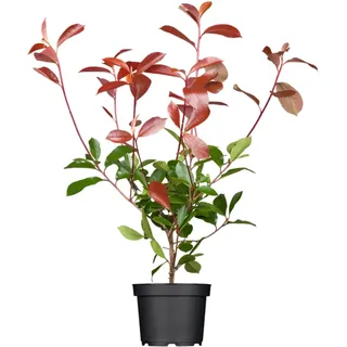 pflanzen-für-dich.de Photinia fraseri 'Red Robin' c 60- 80