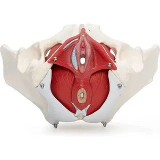 7-teiliges Weibliches Beckenbodenmodell, 3D-Modell Des Weiblichen Beckenbodens, Beckenmodell, Lebensgroßes Becken, Anatomisches Modell, Beckenmodell Mit Muskeln, Pädagogisches Medizinisches Anatomisc