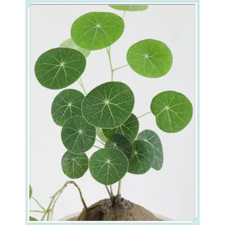 Mehrjährige Blumenzwiebel ist winterhart, Winterhart zwiebeln, Winterhart pflanzen, Blumenzwiebel Mix, Mysteriöse magische Glühbirne-1 Stephania Erecta Knolle