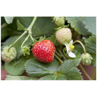 Pflanzen Für Dich Fragaria x ananassa 'Mieze Schindler' Erdbeere, ca. 9x9 cm Topf