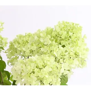 Rispen-Hortensie 'Magical Candle', Zartrosa, Lemon, Weiß