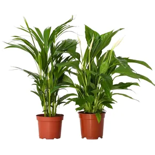 Plant in a Box - Luftreinigende Zimmerpflanzen - 2er Set - Spathiphyllum 'Einblatt' + Areca 'Goldfruchtpalme' - Topf 17cm - Höhe 60-75cm
