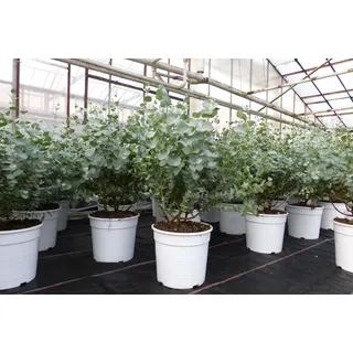 grünwaren Eucalyptus Gunni Gunnii Busch Kugel Eukalyptusbaum, Höhe 35 - 40cm Pflanze winterhart