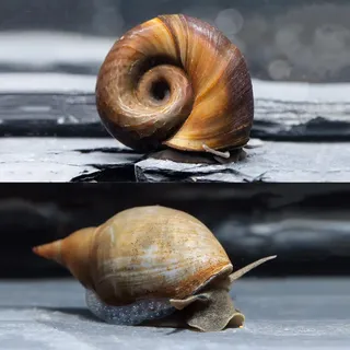 NatureHolic Bio Schlammsauger zum natürlichen Entfernen von Teichschlamm, Teichbecken I 1x Sumpfdeckelschnecke und 1x Spitzschlamm