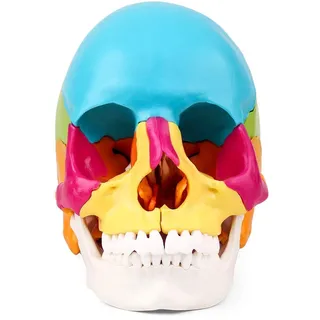 ERNZI Anatomisches Schädelmodell, Anatomisches Modell des Menschlichen Schädels, 22-Teiliges Bemaltes Schädelmodell, Zerlegbar In 22 Knochen, Nachbildung Medizinischer Anatomie