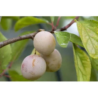 Pflanzen Für Dich Prunus domestica 'Mirabelle von Nancy', gelb, 40 cm Stammhöhe