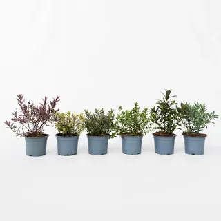 Plant in a Box - Strauchveronika - 12 Stk - Hebe pinguifolia - Höhe 15-20cm - Topf 11cm