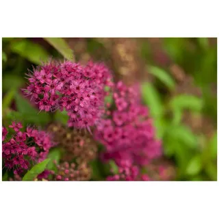 Pflanzen Für Dich Spiraea japonica 'Anthony Waterer', Rote Sommerspiere, 15–20 cm