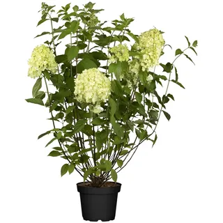 Rispenhortensie 'Limelight' 5 l Container