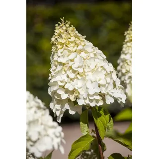 Pflanzen Für Dich Hydrangea paniculata 'Magical Moonlight', Rispenhortensie, weiß, 60–80 cm