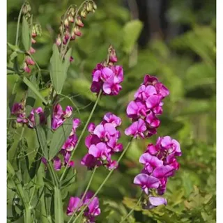 die nr-01.de Staudenwicke Rote Perle - Lathyrus latifolius