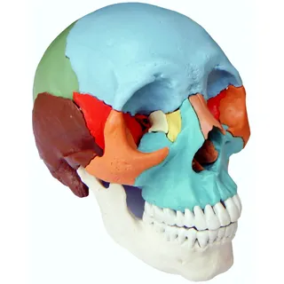 Cranstein A-216 Osteopathie Schädelmodell, 22-teilig, didaktische Version