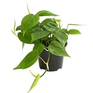 Baumfreund - Philodendron scandens