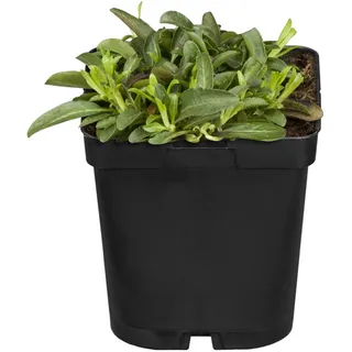 Ehrenpreis Blauteppich Nana Blau Topf ca. 9 cm x 9 cm Veronica spicata