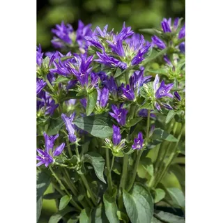 Pflanzen Für Dich Campanula glomerata 'Acaulis' ca. 9x9 cm Topf