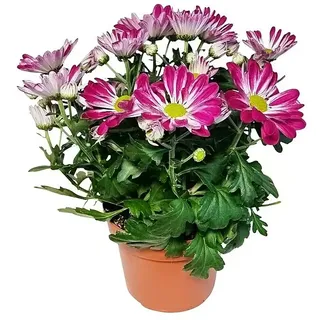 Piardino Herbst-Chrysantheme  (Chrysanthemum indicum, Topfgröße: 14 cm)
