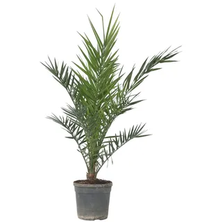 Plant in a Box - Phoenix canariensis Höhe 80-100cm - Topf 19cm