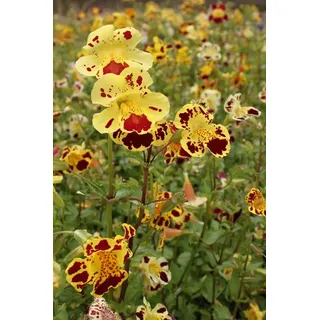 WASSERPFLANZEN WOLFF- 2er-Set - winterhart! - Mimulus tigrinus - getigerte Gauklerblume, gelb-rot gefleckt - Uferpflanze - winterhart Teichpflanze