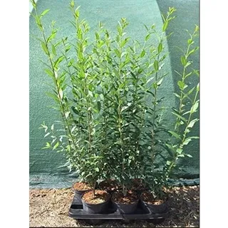 pflanzen-für-dich.de Ligustrum vulgare 'Atrovirens' 60–80 cm