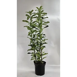 5st. Kirschlorbeer Genolia® 60-80cm Heckenpflanzen im Topf Kirschlorbeeren aus der Baumschule schlank wüchsige Sorte