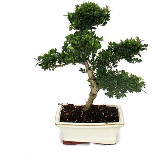 EXOTENHERZ Bonsai Ilex Crenata Japanische Stechpalme ca. 6 Jahre