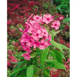 Pflanzen für Dich Staude Phlox pan. Flamingo, 1 St., Hoher Staudenphlox, Flammenblume rosa